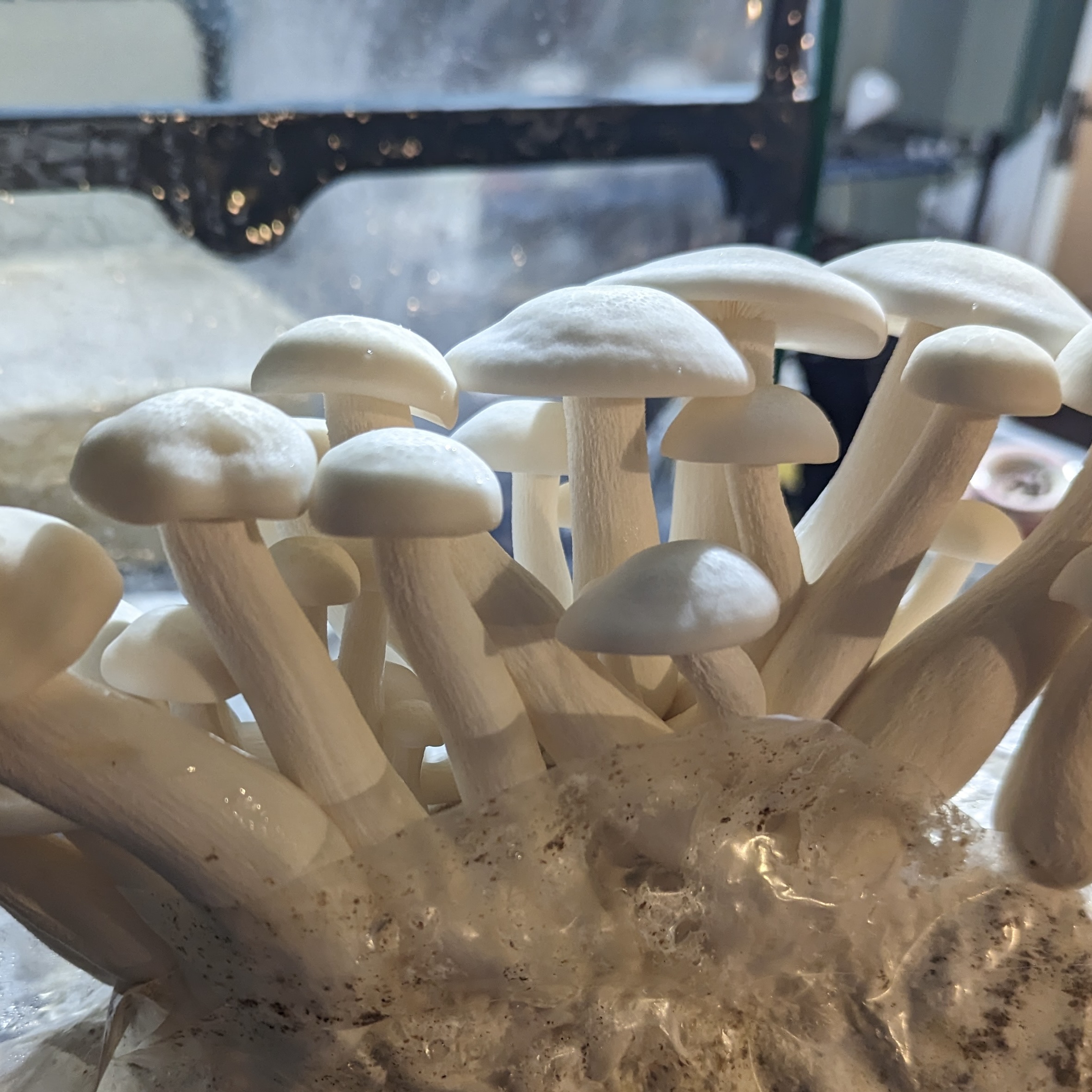 Beech White