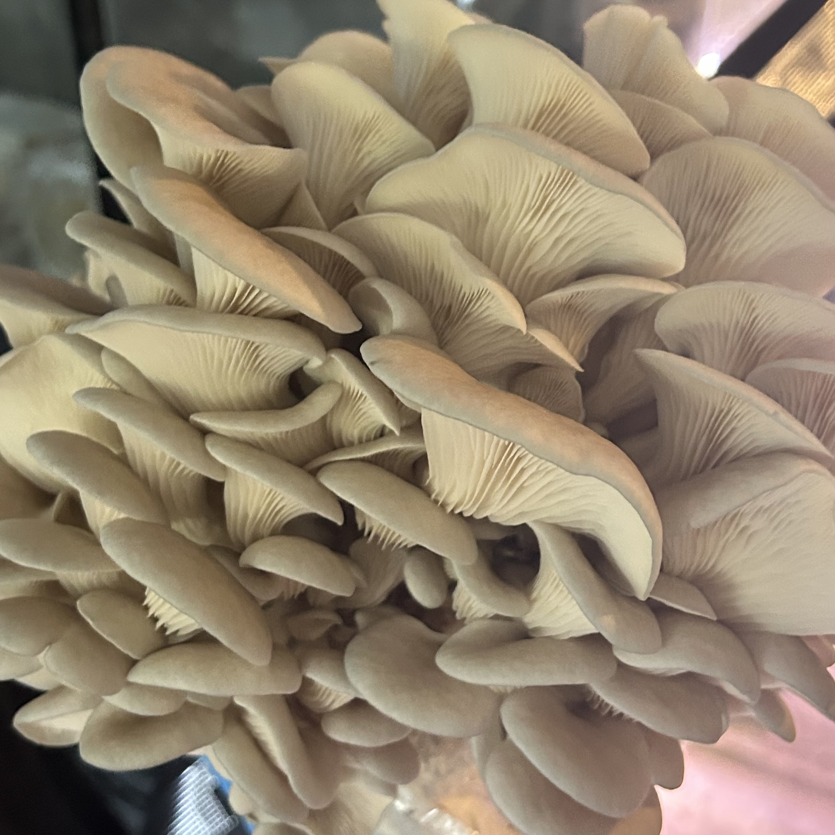 Blue Oyster the 'Curly'