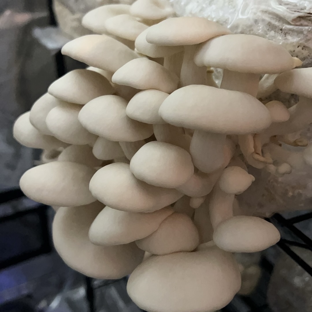 Elm Oyster