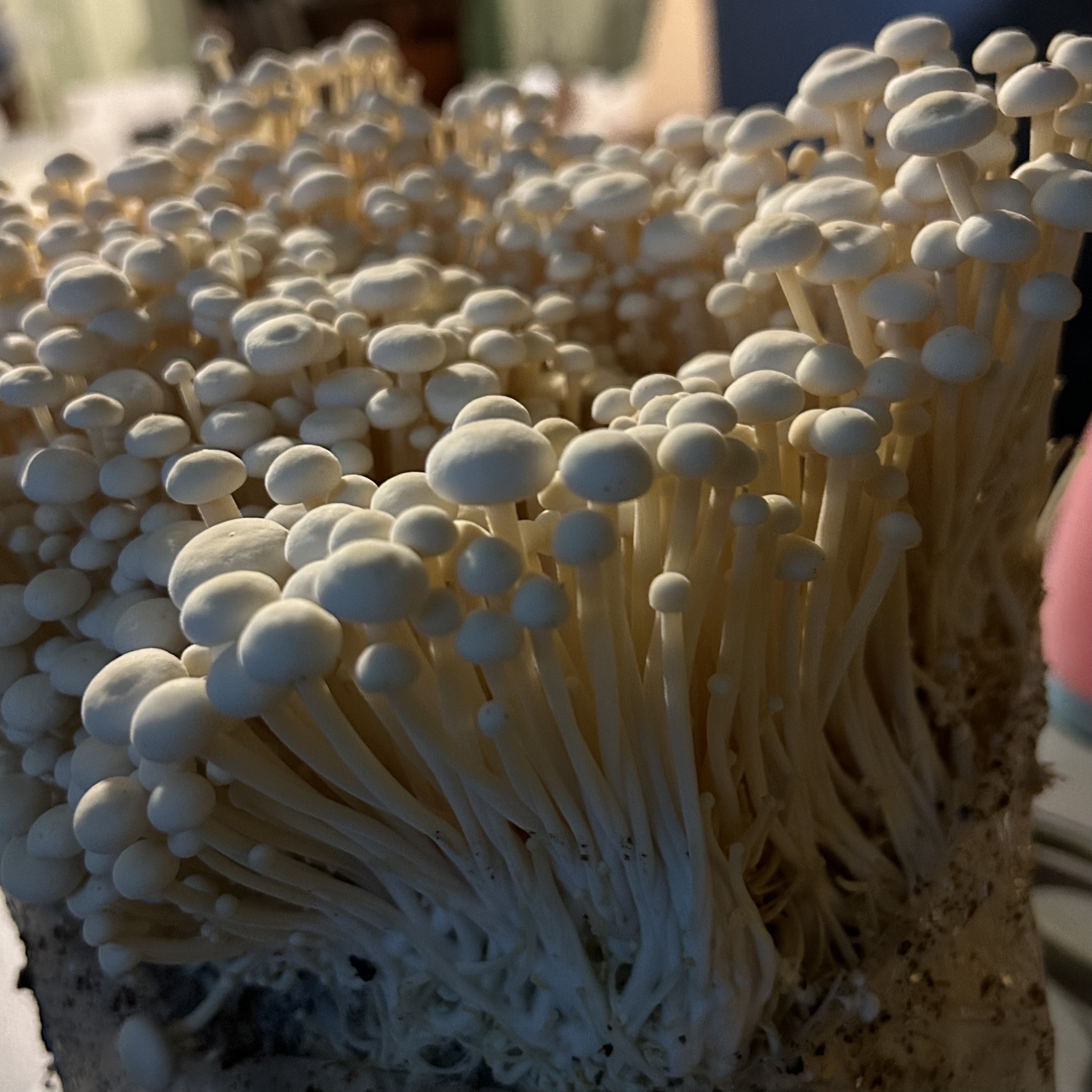Enoki White