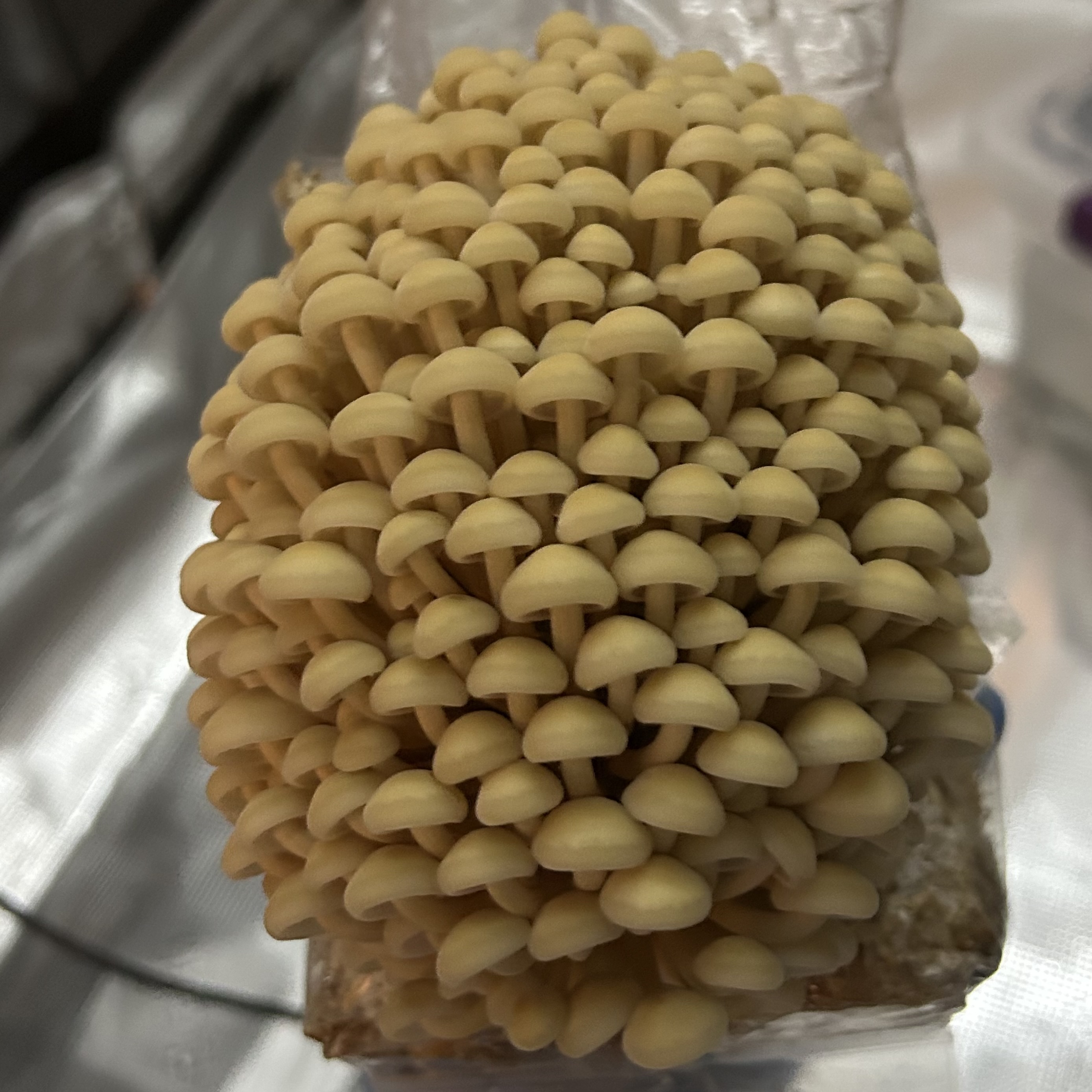 Golden Enoki