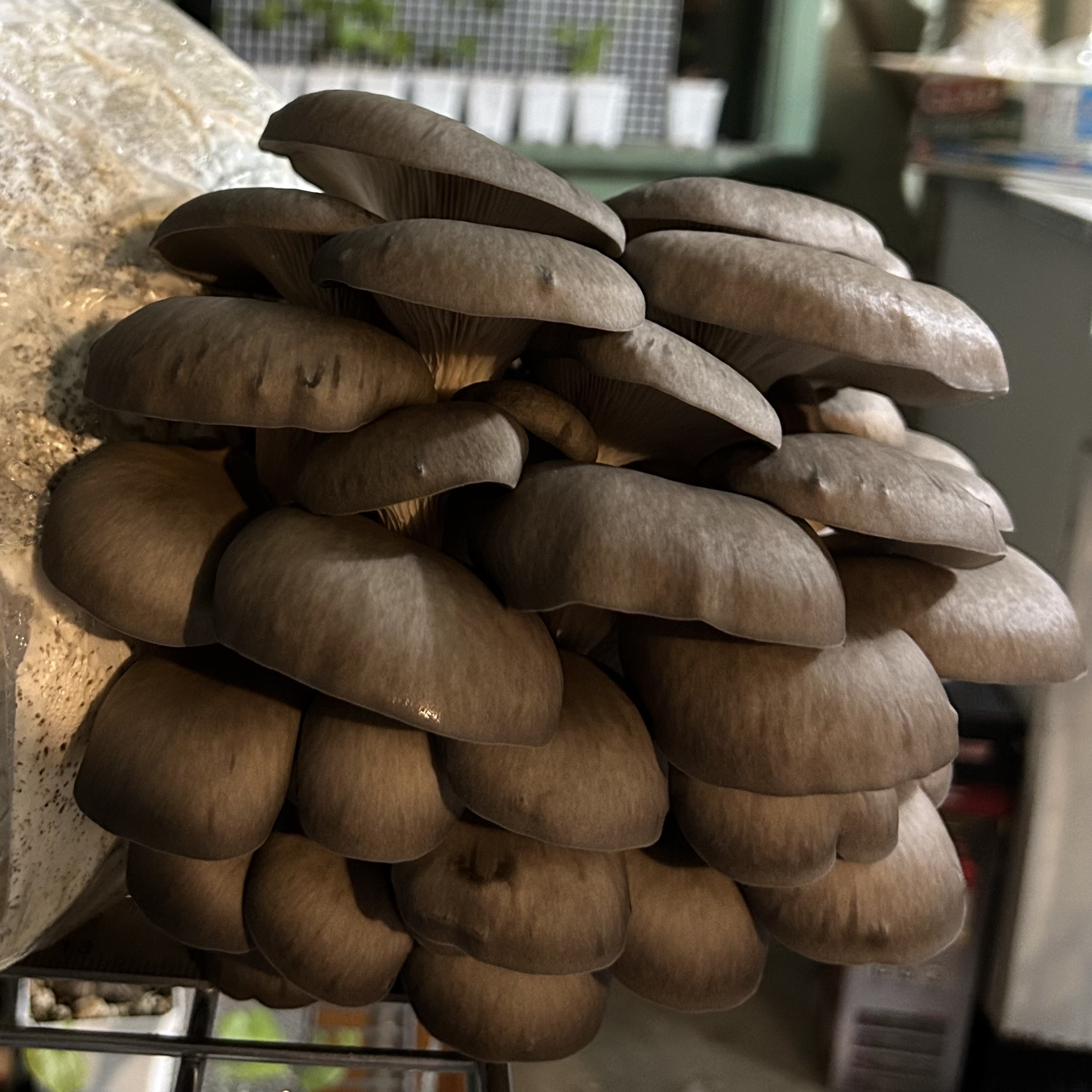 Grey Oyster