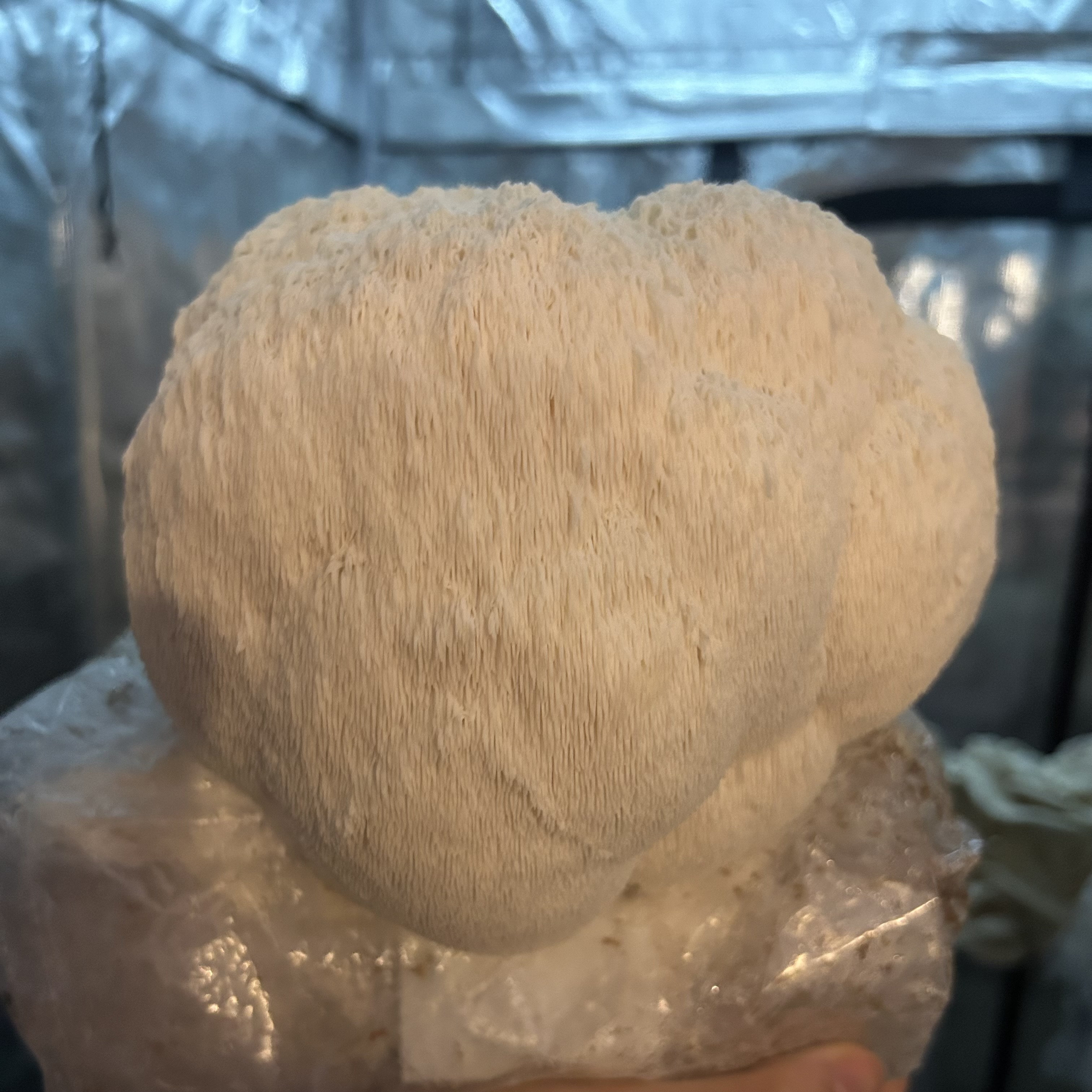 Lion's Beard