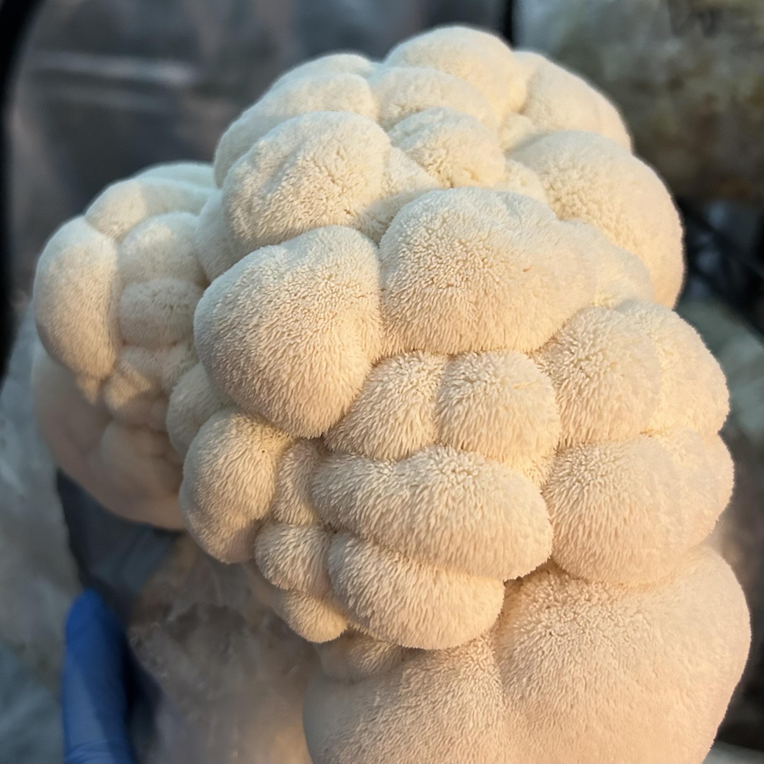 Lion's Mane