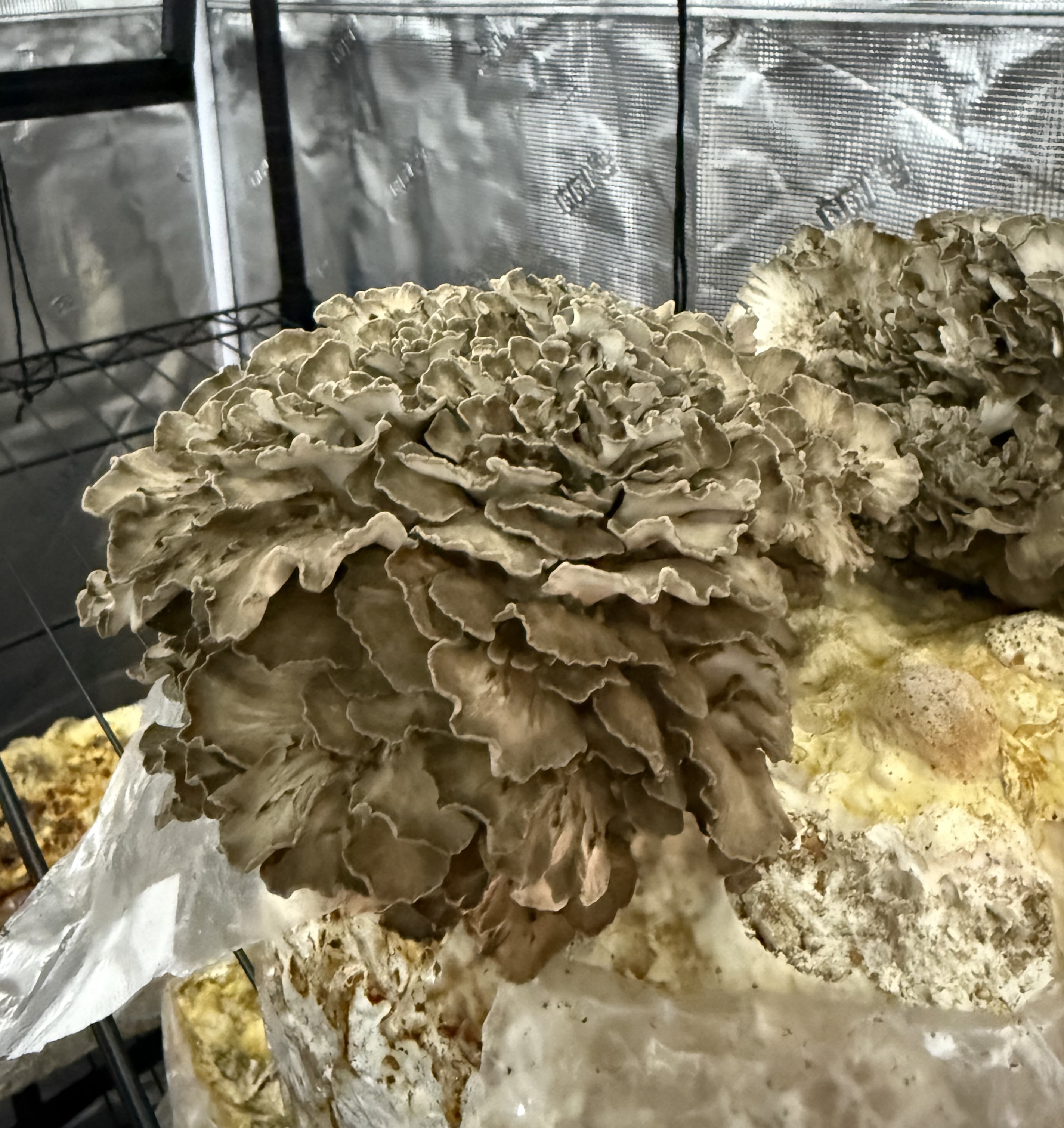 Maitake