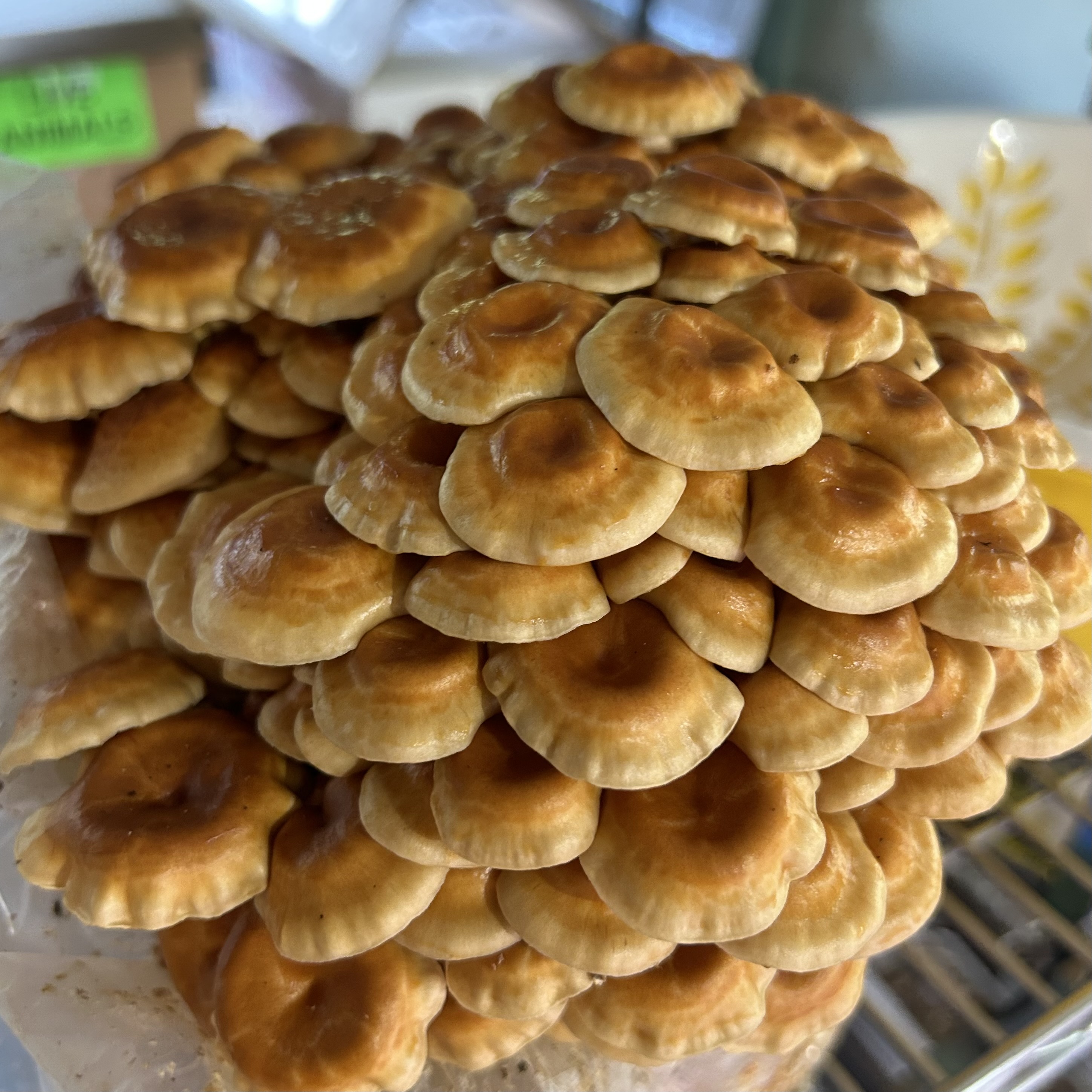 Nameko