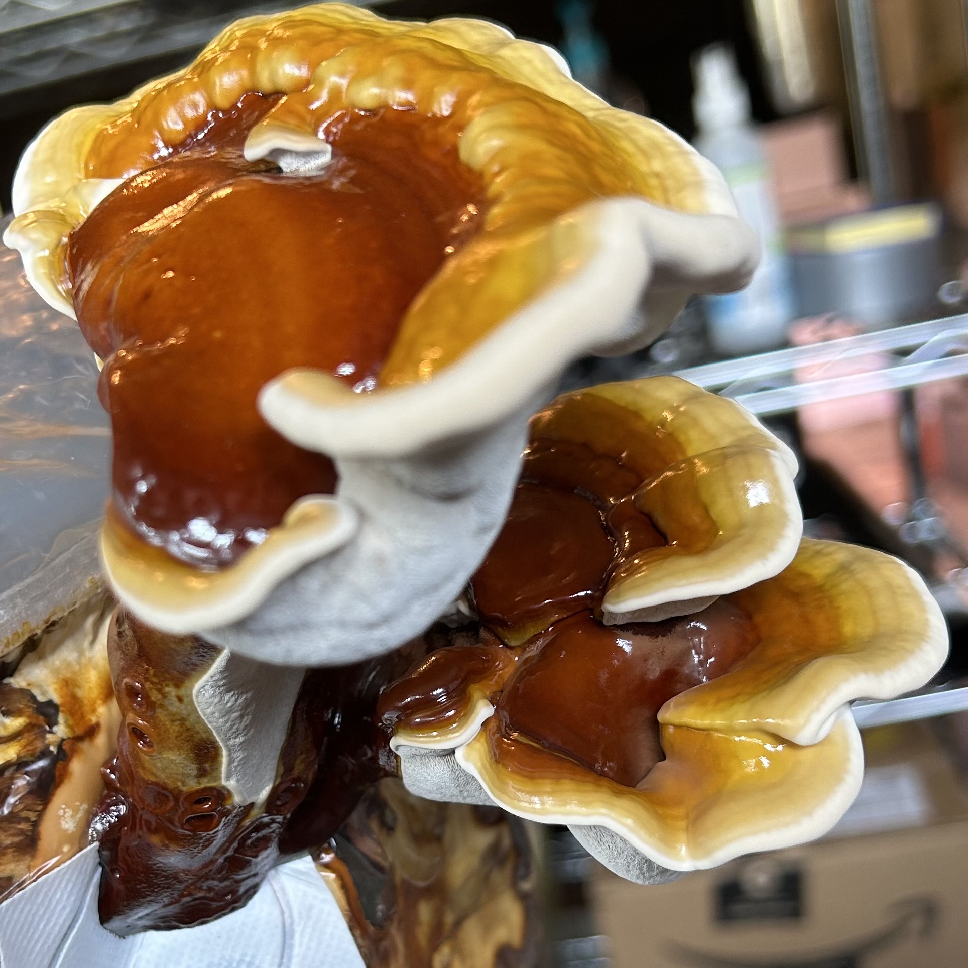 Reishi