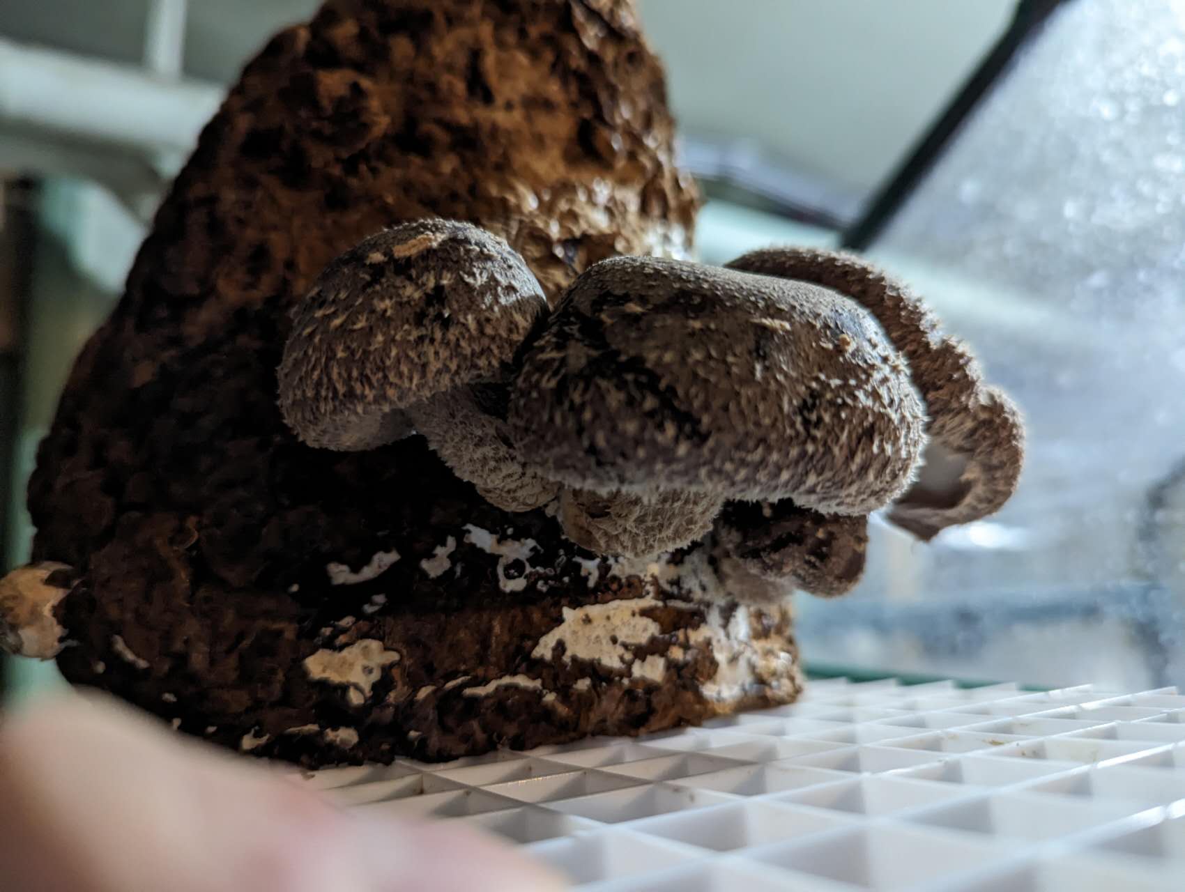 Shiitake 'Bronze'