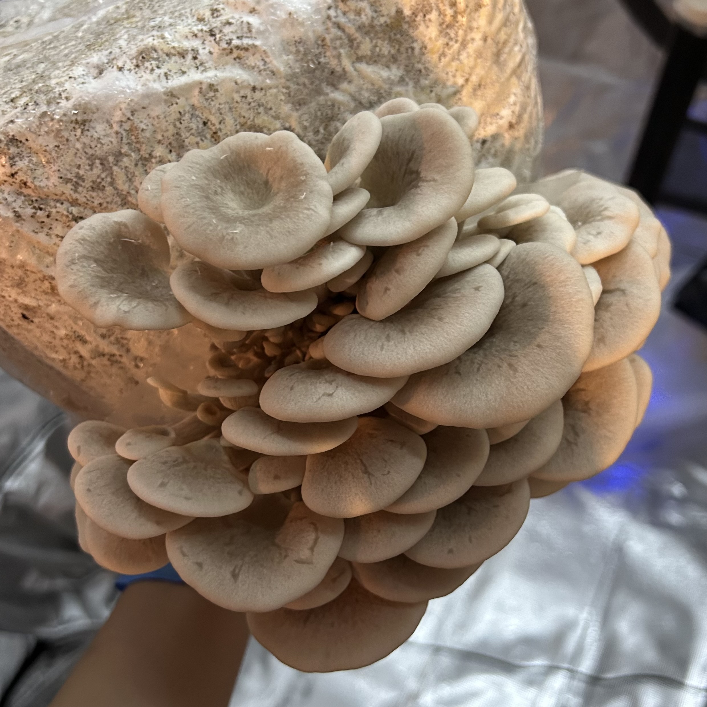 Tarragon Oyster
