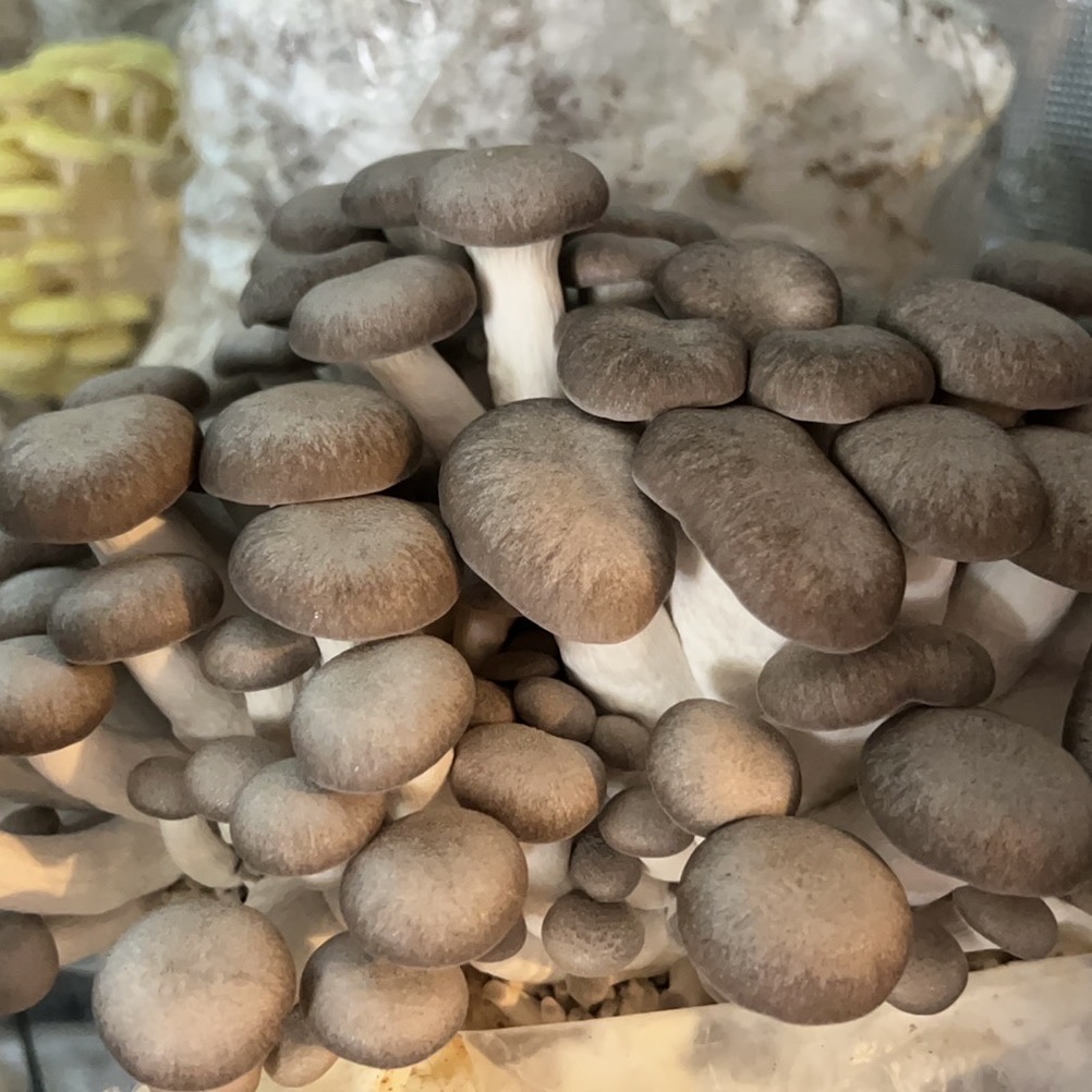Velvet Oyster