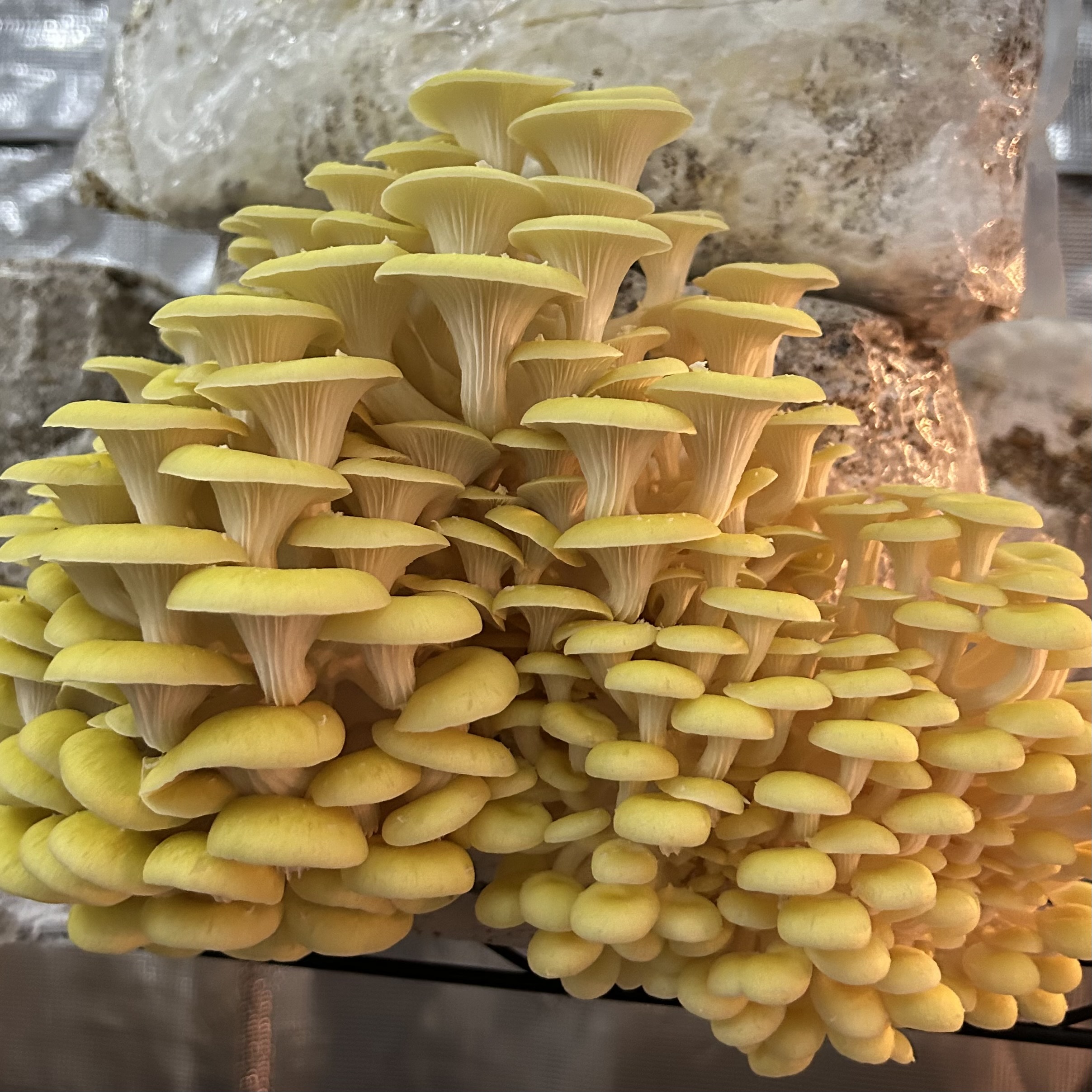 Yellow Oyster